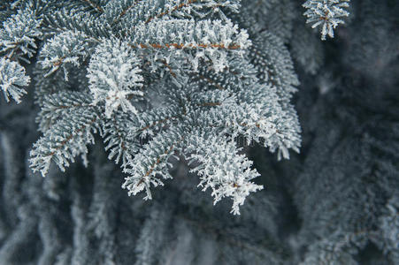 白雪覆盖的圣诞树背景