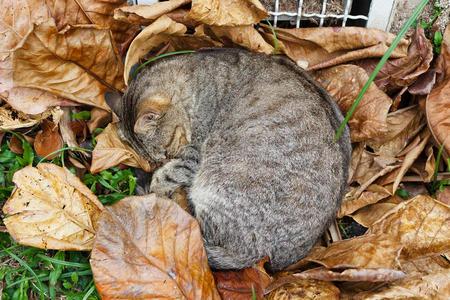 无家可归的猫睡在暖气格栅附近的秋叶上