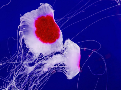 深果冻深海水母照片