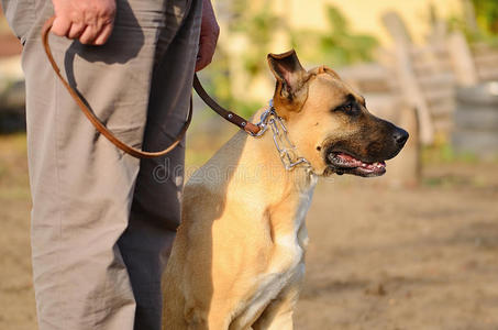 狗链子带主人的链子狗照片