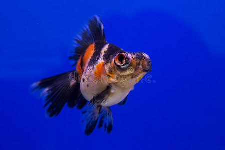 金鱼水草简笔画图片