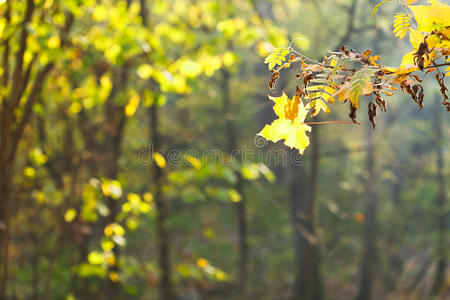 天气 细枝 落下 季节 树叶 小枝 落叶 阳光 自然 森林