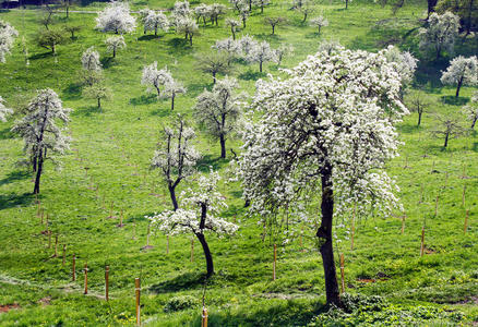 春天开着白花的果园