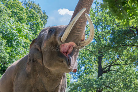 大象用鼻子从树上摘树叶