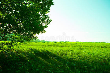 夏季景观