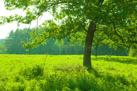 夏季景观