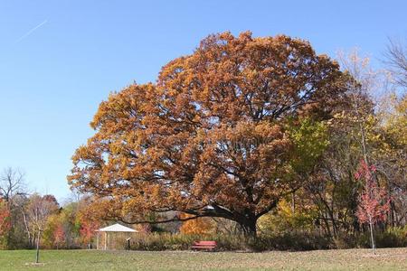白栎又名白橡树和清澈的蓝天照片