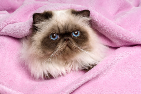 关闭了一只粉红色的床单上的波斯封印 colourpoint 猫