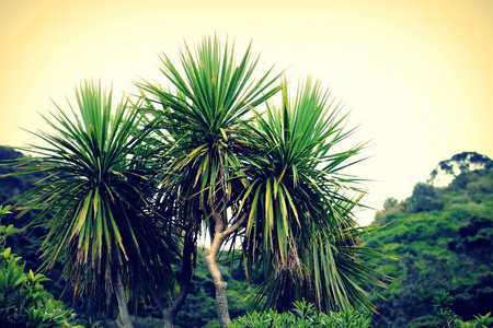 白菜棕榈白菜树照片