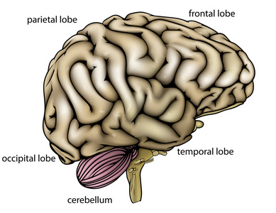 脑解剖标记的图