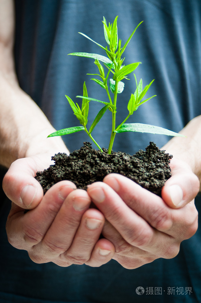 人类的双手托着绿色植物特写