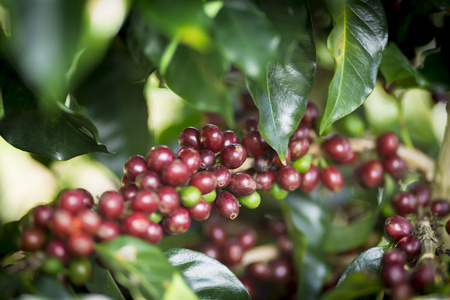 水果咖啡豆图片