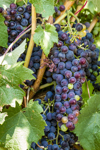 多彩的酿酒葡萄在葡萄藤上图片