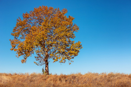 秋天的大树和深蓝色的天空