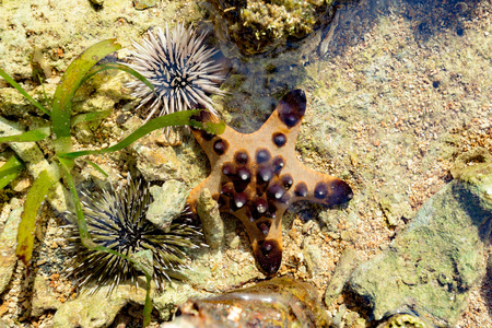 海胆和海星在海床上