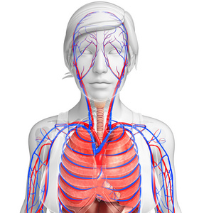 女性呼吸系统图稿
