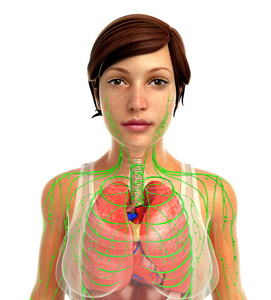 人类呼吸道系统图片