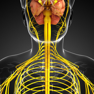 人类中枢神经系统的图稿图片