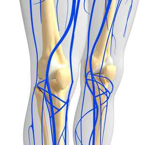 人体膝关节循环系统