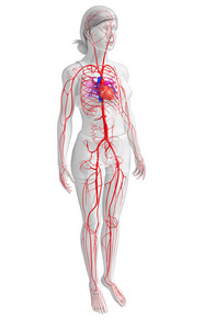 女性的动脉系统