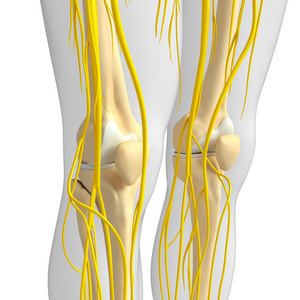 中枢神经系统和膝关节的骨架图稿
