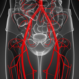 人体动脉系统