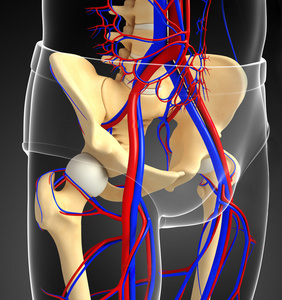 人类的骨盆带循环系统