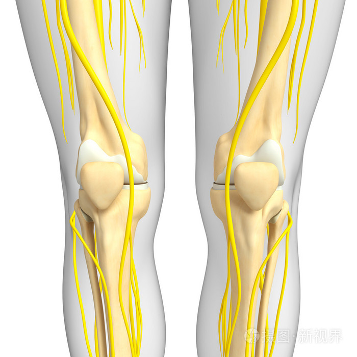 中枢神经系统和膝关节的骨架图稿