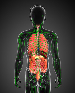 淋巴和消化系统的男性身体图稿