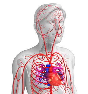 男性的动脉系统图片