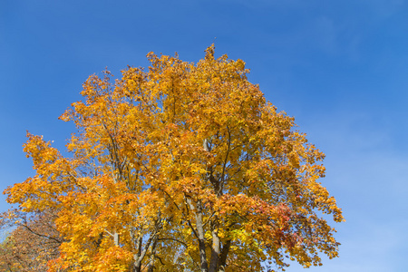 金色的秋天的季节树拉脱维亚