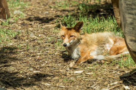 狐狸在考纳斯动物园