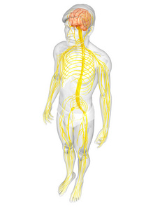 男性的中枢神经系统的图稿