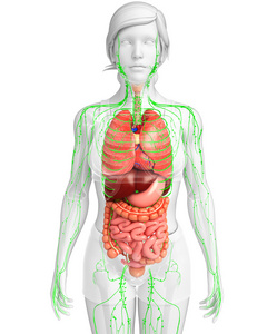淋巴和消化系统的女性身体的图稿