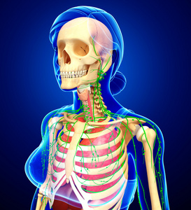 淋巴，骨骼和呼吸系统的女性身体 artwor