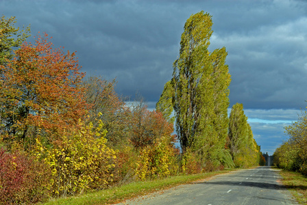 道路和秋天的树