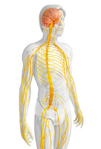 男性的中枢神经系统的图稿