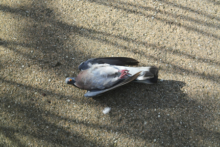 杀鸽子只死鸽子照片
