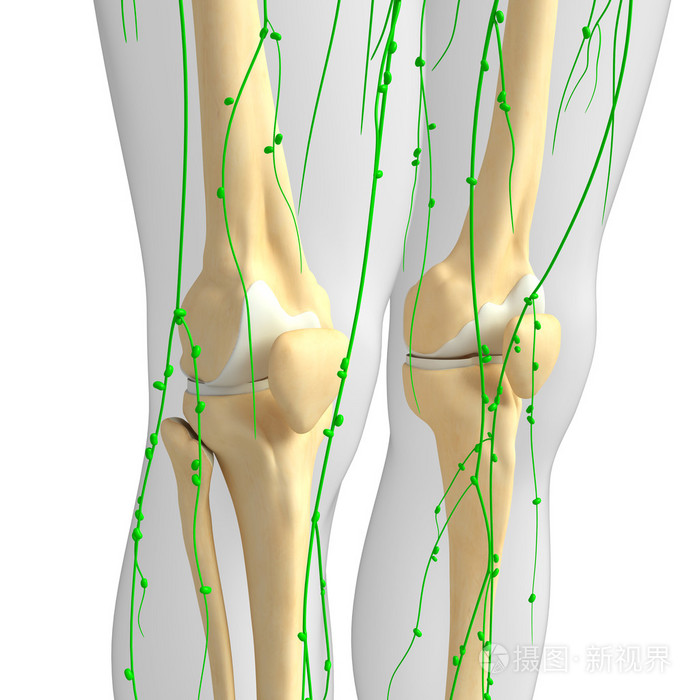 膝盖淋巴结位置图图片