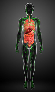 淋巴和消化系统的男性身体图稿