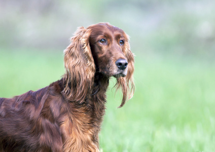 美丽的爱尔兰塞特犬