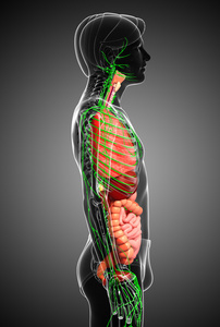 淋巴和消化系统的男性身体图稿