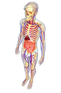 男性骨骼，消化和循环系统