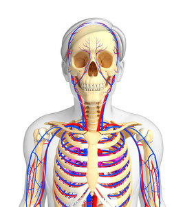 男性骨骼循环系统