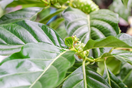 树上的大巴戟天树上的大巴戟天照片