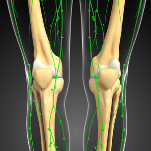 淋巴系统的膝盖骨架图稿