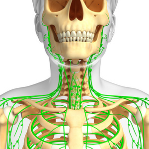 淋巴系统的男性骨架图稿