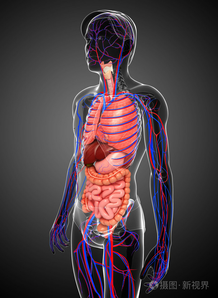 消化和循环系统的男性身体照片-正版商用图片1jz261-摄图新视界