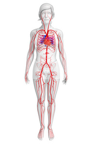 女性的动脉系统图片
