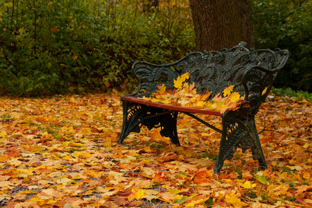 在公园里用落叶的长凳照片